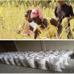 Karnplay Women Producing Large-scale Rice