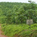 Navigating Change at Salala Rubber Corporation