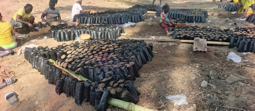 LACRA Rolls Out Free Coffee Seedlings Nationwide