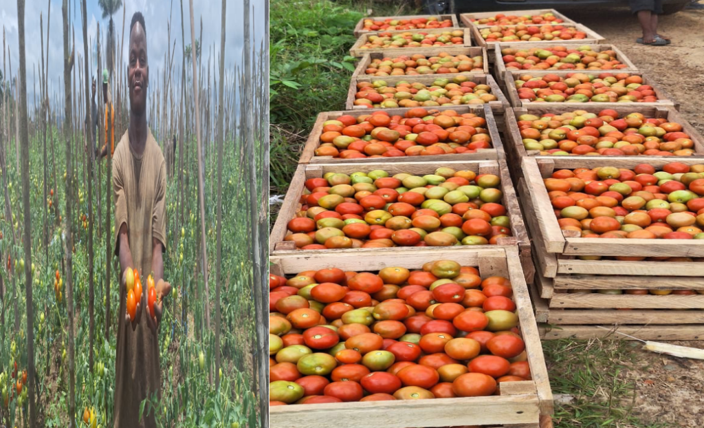 Nimba’s Tomato Revolution Begins